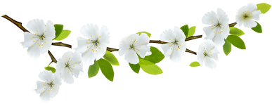 Fancy Images Of Blossom Flowers Branch And Flowers - Spring Divider Clipart (400x400)