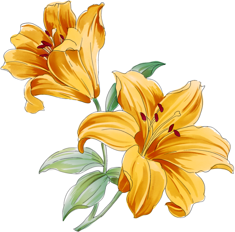 Lilium Flower Watercolor Painting Drawing - Lilium Flower Watercolor Painting Drawing (888x899)