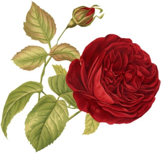 #цветы #цветок #пнг #наклейка #винтаж #flowers #flower - Vintage Red Rose (539x521)