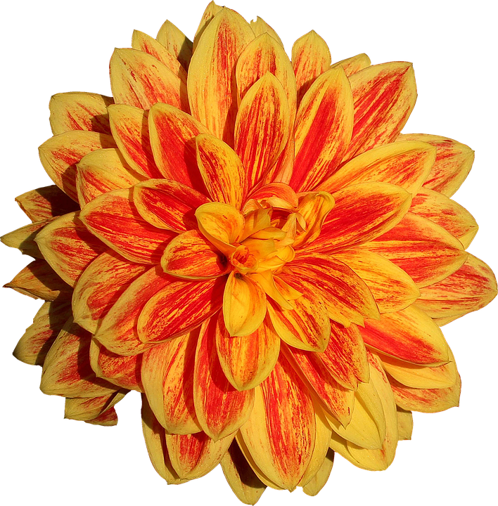 Dahlia Png 17, Buy Clip Art - Png Dahlia (708x720)