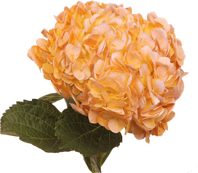 Vintage Okra Light - Okra (650x600)