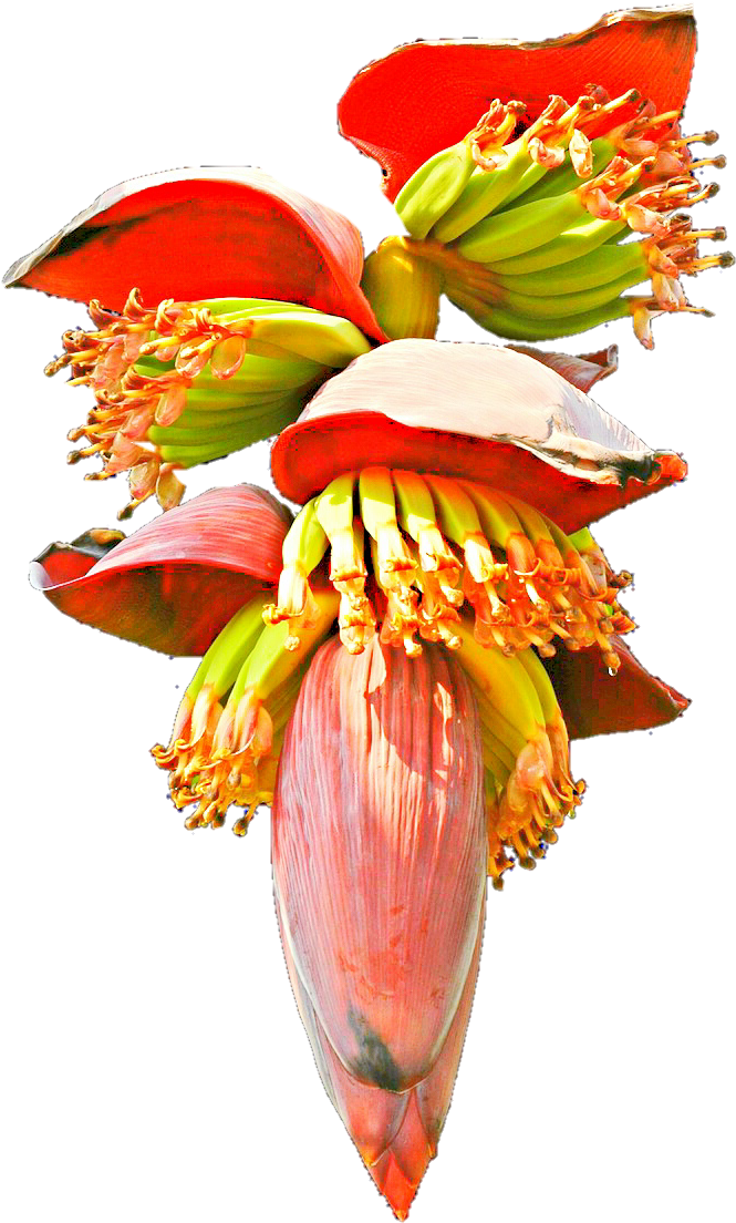 Banana Blossom By Jeanicebartzen27 On Deviantart - Banana Flower Clipart (775x1139)