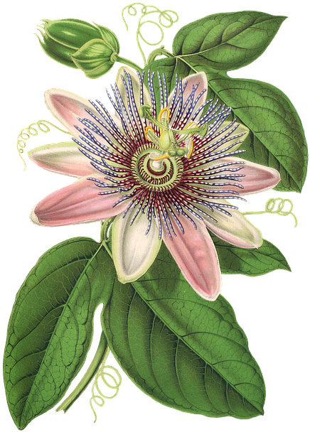 Passion Flower, Flower, Plant, Blossom, Bloom, Vintage - Passiflore Dessin (464x720)