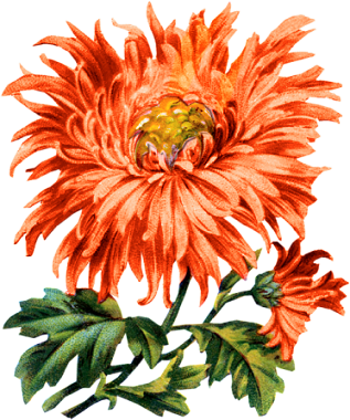 Fall Flower Graphics Fairy - Vintage Pink Mum Canvas Tote - Selection Of Sizes Available (317x380)