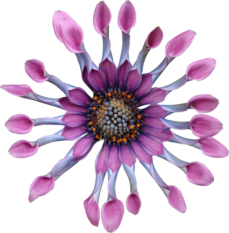 2018 03 27 - Adelina Rusu (750x763)