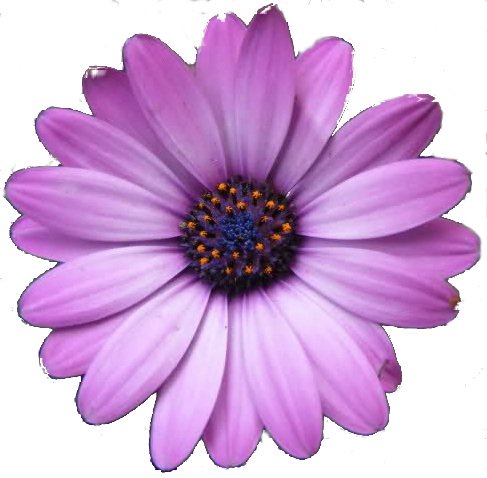 The Alpha Channel Erase Tool - Text Mate Mac (487x478)