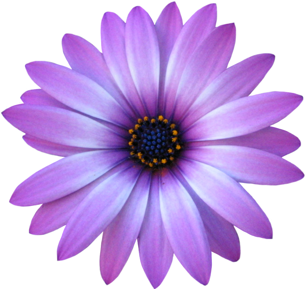 Purple Flower (1280x1024)