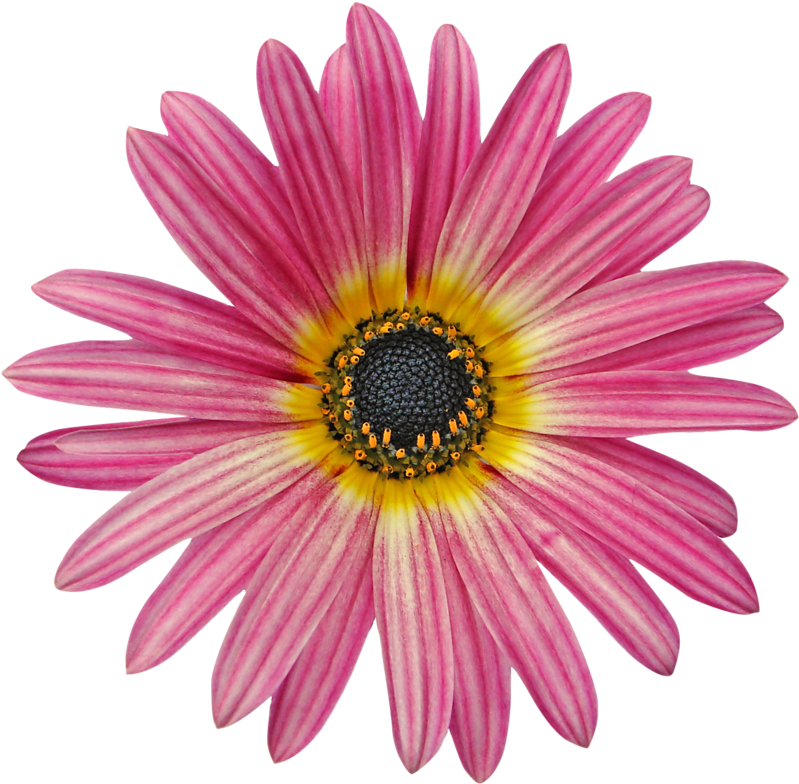 Flower 11 By Frozenstocks - Flowers (800x800)