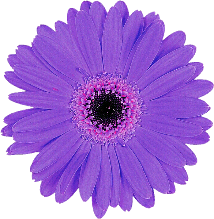 Light Purple Gerbera By Jeanicebartzen27 - Objects In Purple Colour (719x746)