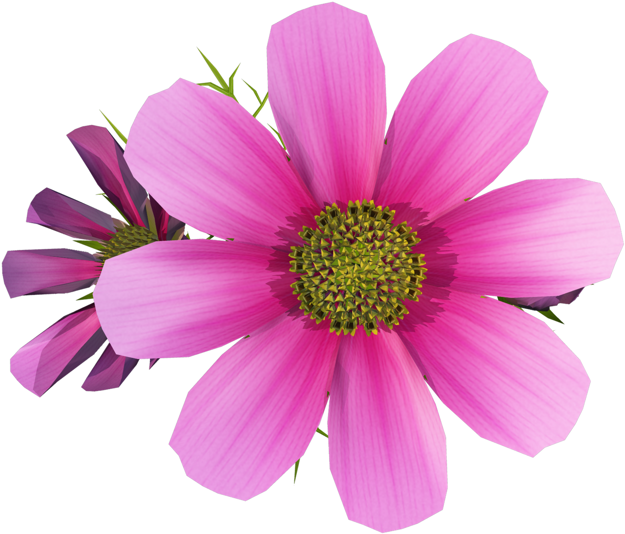 實景花花png素材 - Cosmos Flower Clip Art (1600x1200)