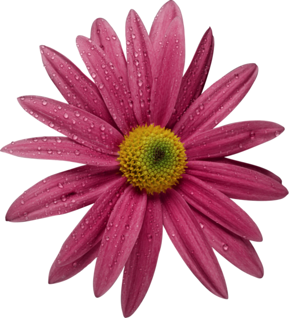 Fleur Png, Fleur Jpg, Fleur, Feuille, Plante Png, Vase - Iphone (583x641)