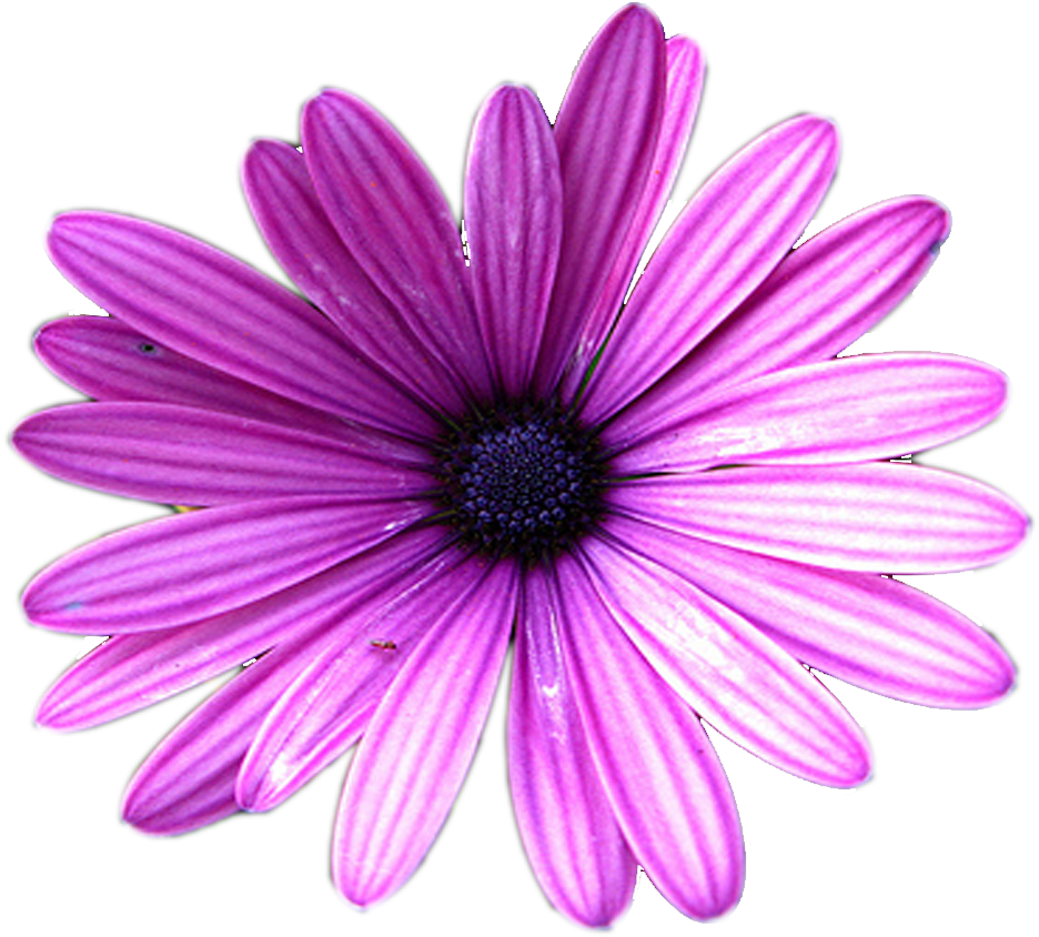 Comece Abrindo Um Fundo Do Tamanho E Cor Que Desejar - Margarita Color (1500x1500)