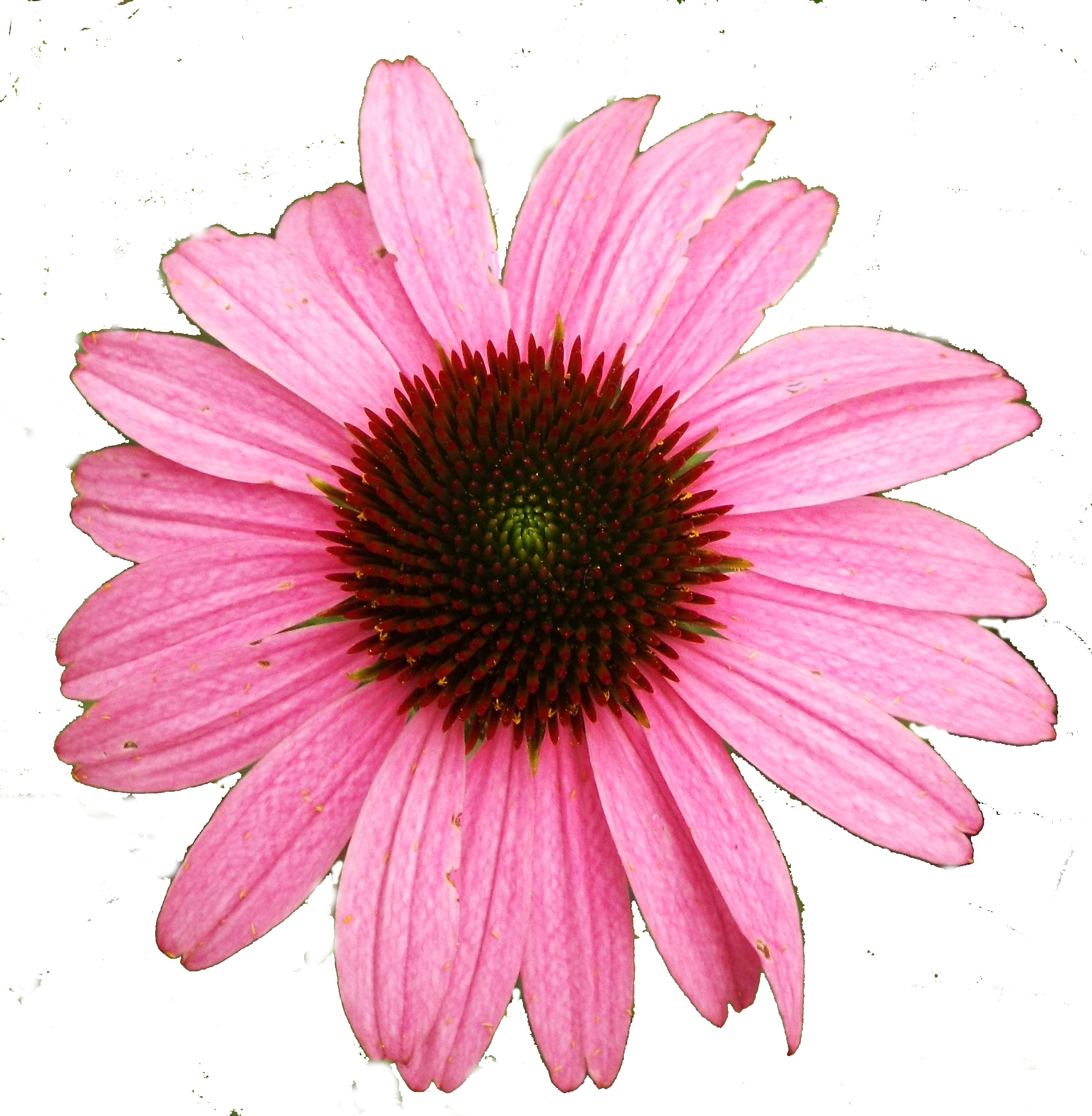 Shimmer Valley Acupuncture - Flower Pink (2589x2646)