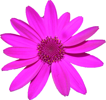 Png形式透明ファイル - Vdfy Xfq Png (451x424)