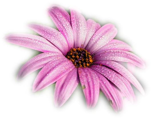 3 Commentaires - Fiori Tropicali Png (528x413)