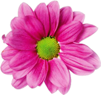 Here Is A Couple Collage Examples I Made Using Png - Pinkish Purple Flower (378x378)