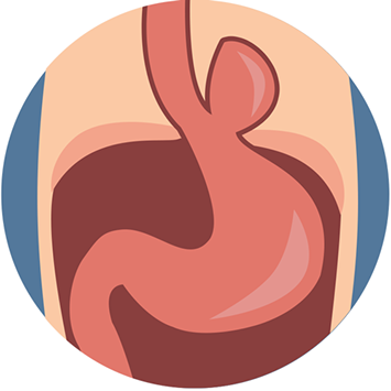 Normal Anatomy Consists Of The The Esophagus Traversing - Illustration (355x355)