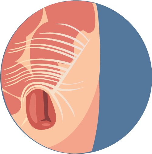 Before Birth, Testicles Are Formed In The Abdomen And - Circle (500x504)