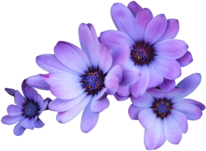 [ Img] - Purple Flowers Transparent Background (500x380)