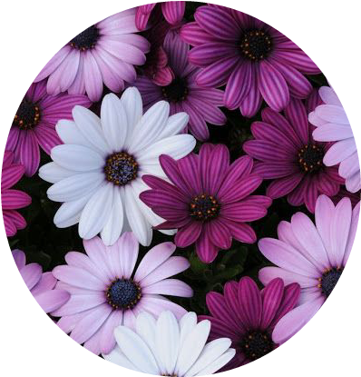 Tumblr Flower Flowers Flores Purple White Blanco Morado - Purple Flowers Iphone (398x415)