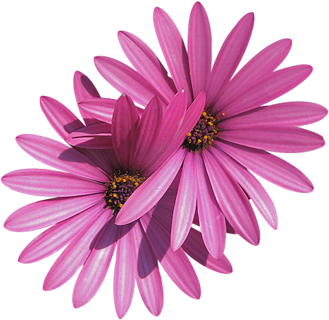 Flores Png - L Onda Blu Gif (488x478)