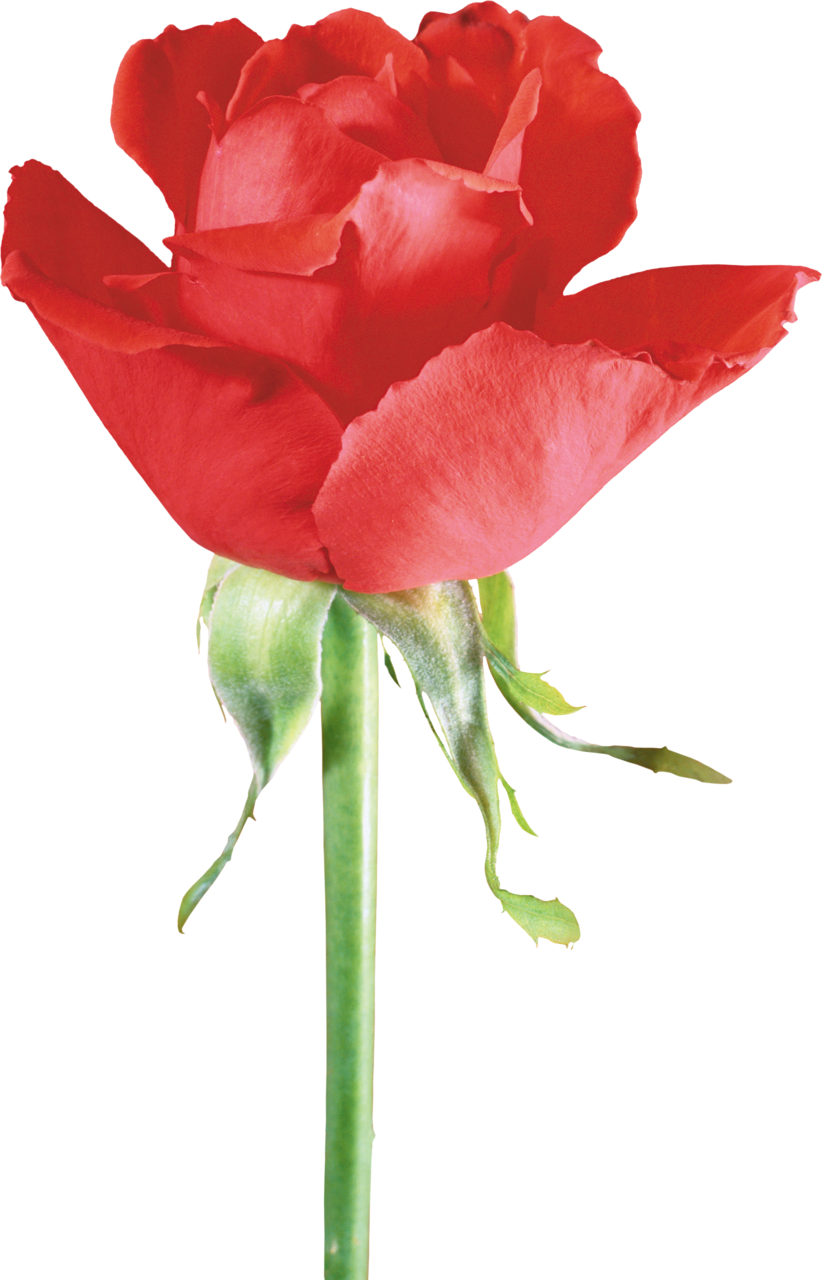 Beach Rose Flower Garden Roses Clip Art - Beach Rose Flower Garden Roses Clip Art (822x1280)