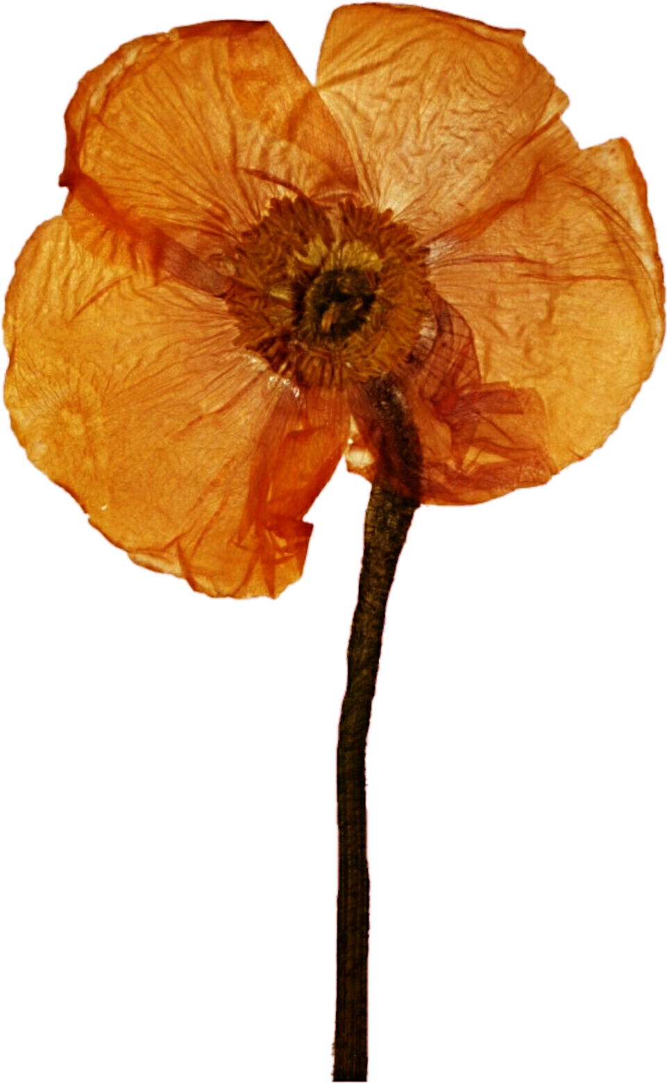 Pressed Poppy 2 By Jeanicebartzen27 Pressed Poppy 2 - Pressed Poppy 2 By Jeanicebartzen27 Pressed Poppy 2 (990x1580)