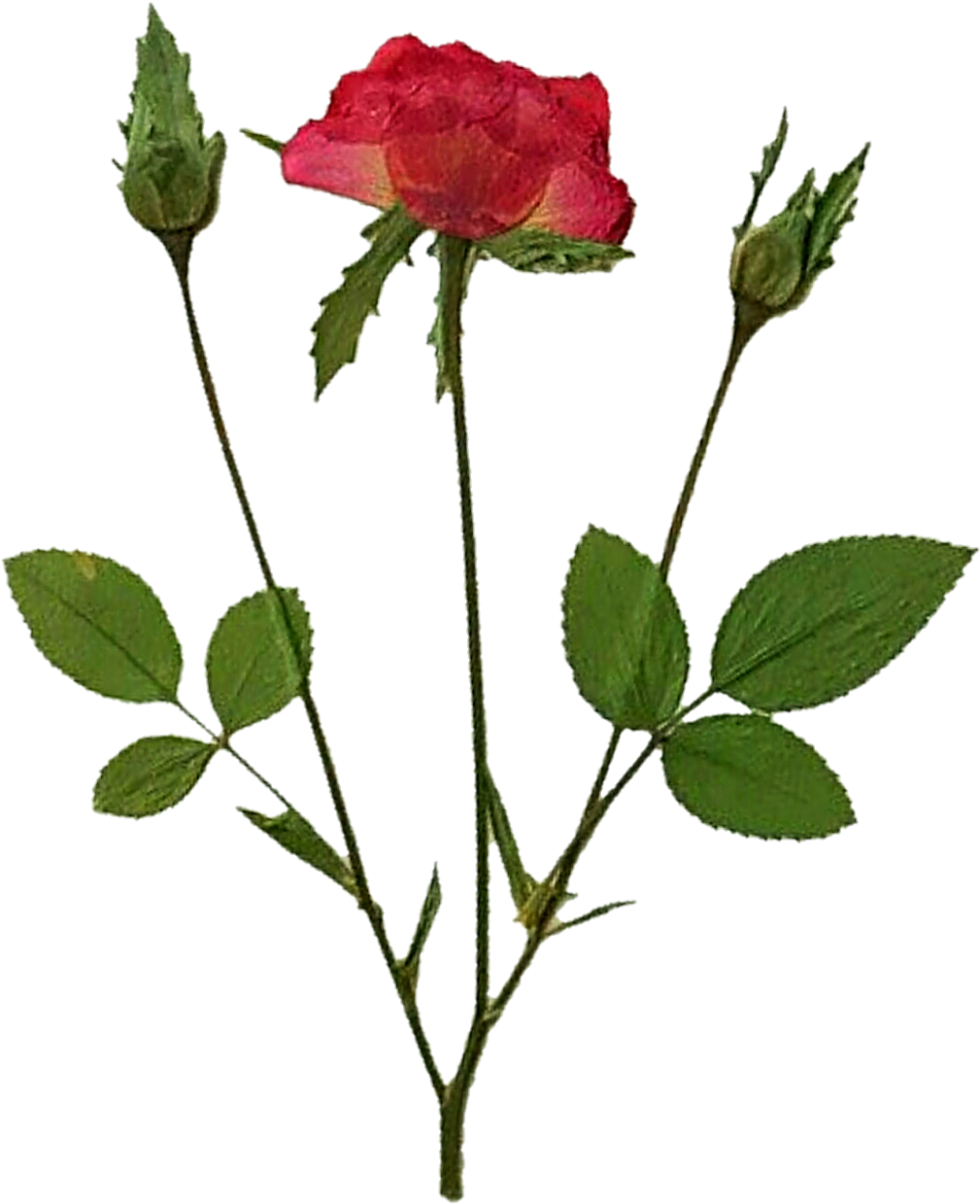 Pressed Rose And Buds By Jeanicebartzen27 Pressed Rose - Floribunda (1024x1280)