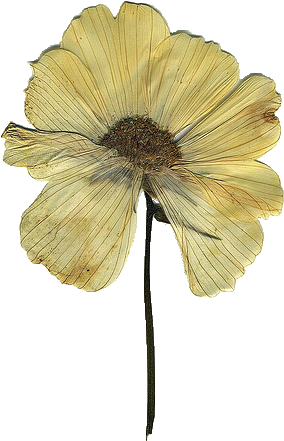 Trans Par En T - Pressed Flower Craft (409x639)