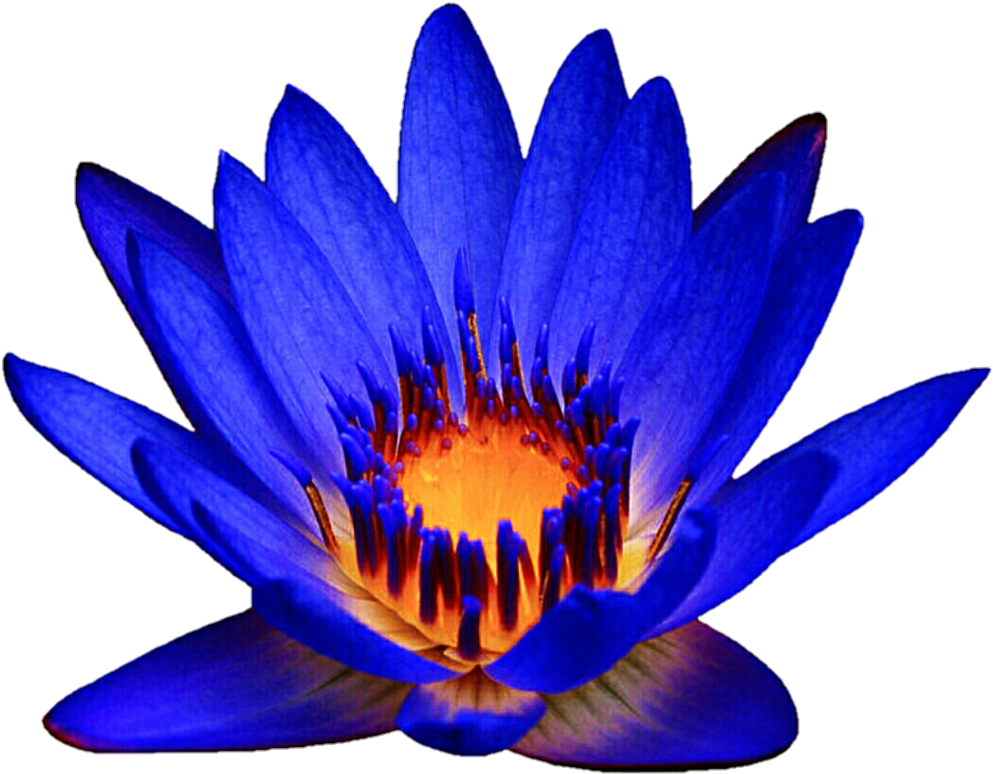 Ocean Blue Waterlily By Jeanicebartzen27 Ocean Blue - Pond (1024x818)