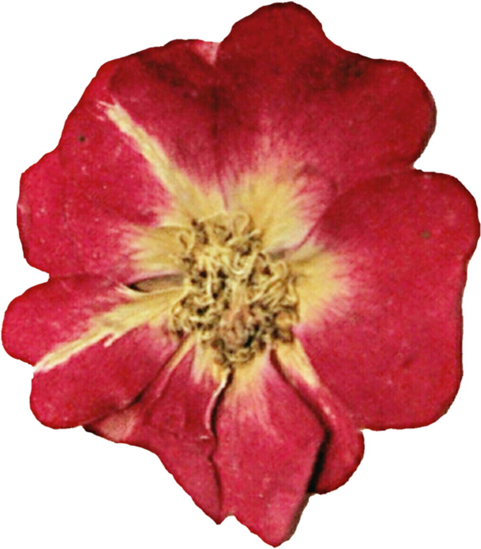 Pressed Rose By Jeanicebartzen27 Pressed Rose By Jeanicebartzen27 - Stock Photography (1024x1141)