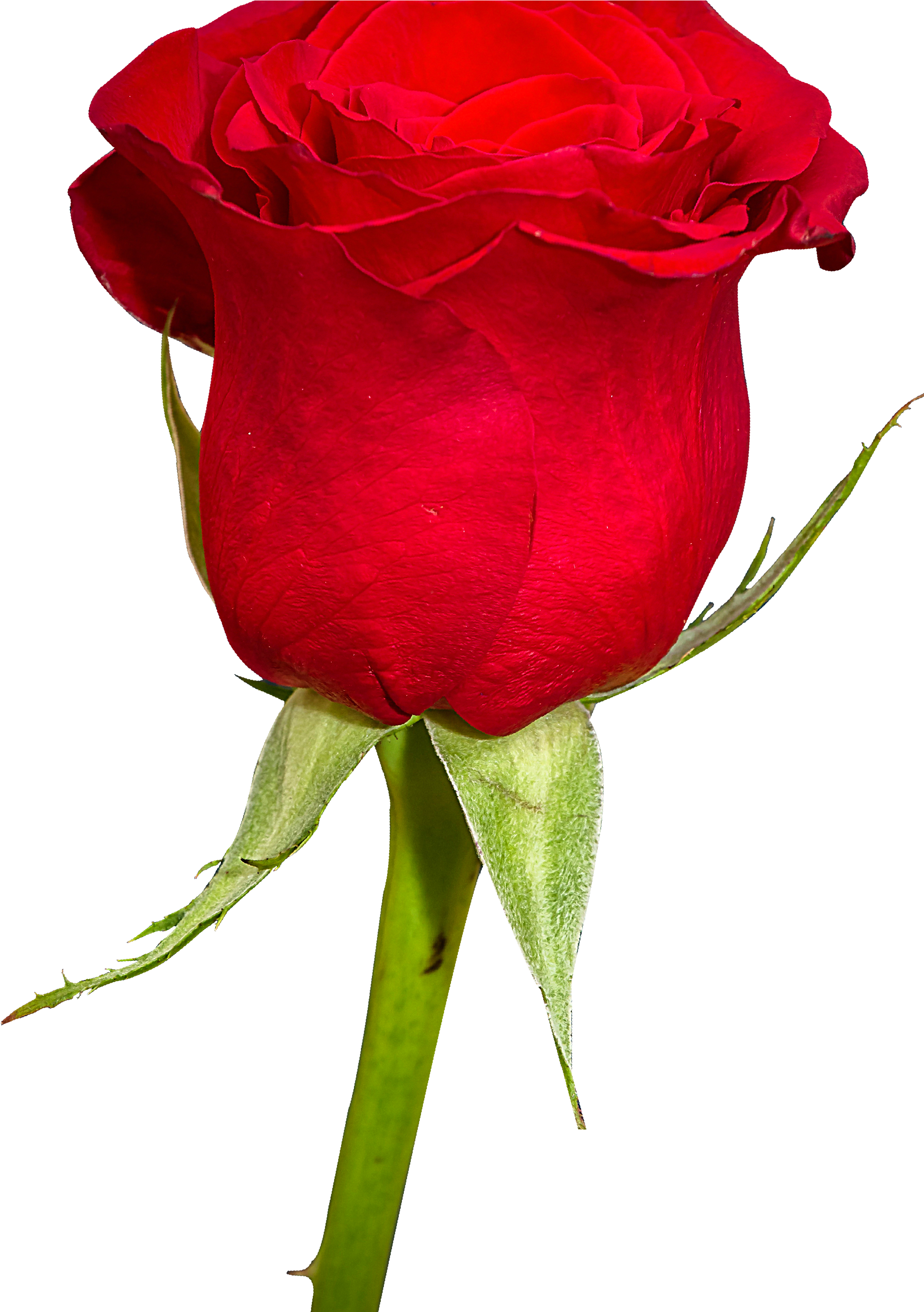 Garden Roses Flower Bouquet Cut Flowers - Garden Roses Flower Bouquet Cut Flowers (2076x2842)
