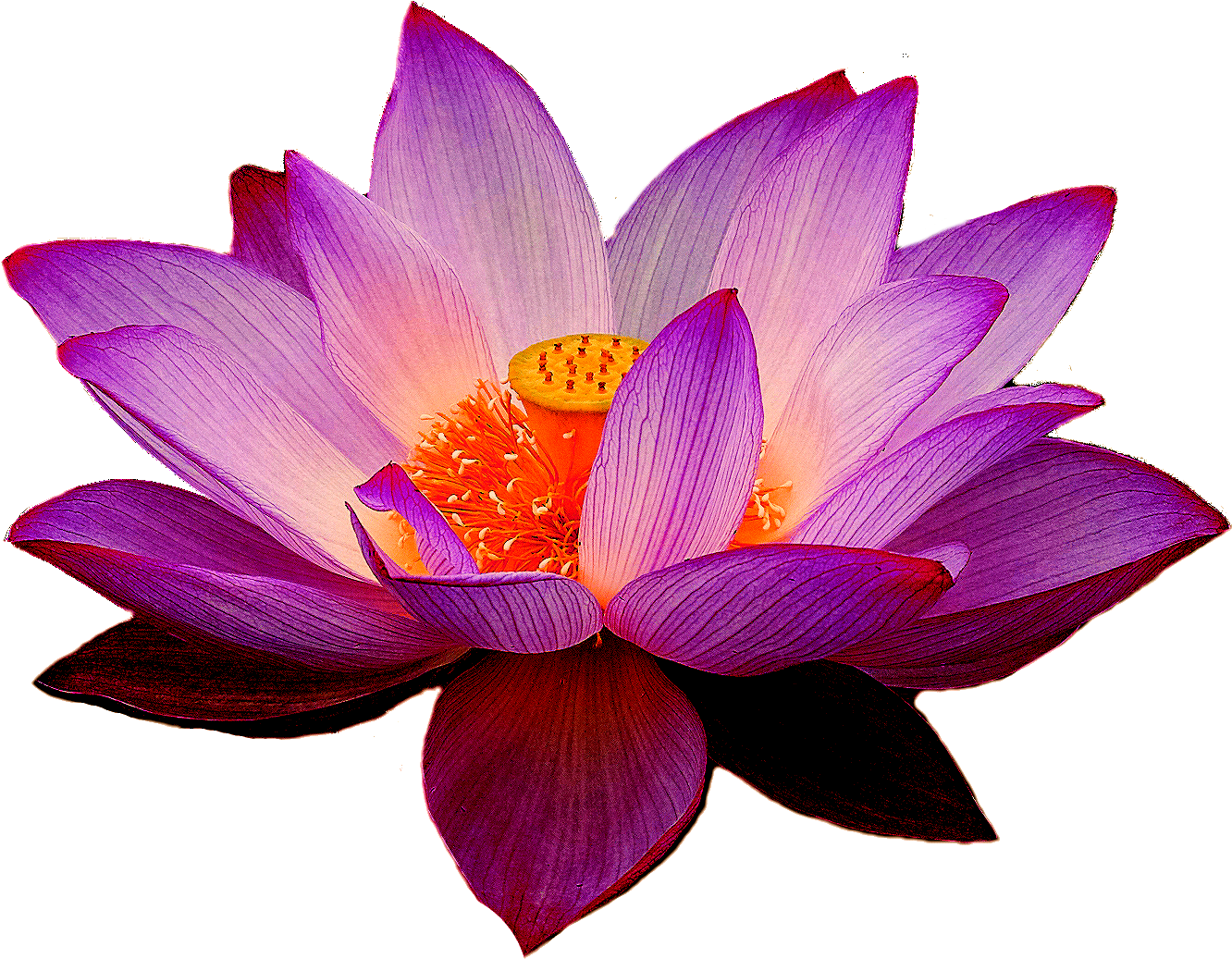 Nelumbo Nucifera Lotus Yoga Fit Flower Clip Art - Real Lotus Png (1409x1109)