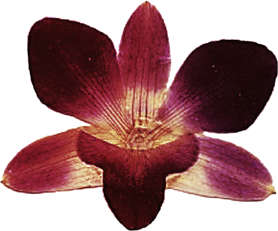 Pressed Orchid By Jeanicebartzen27 - Lily (984x812)