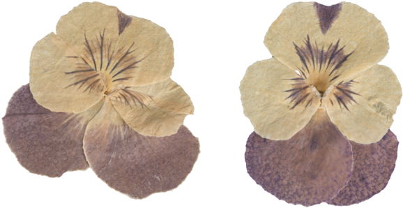 Pressed Flower Craft Petal Digital Image - Pressed Flower Craft Petal Digital Image (700x397)