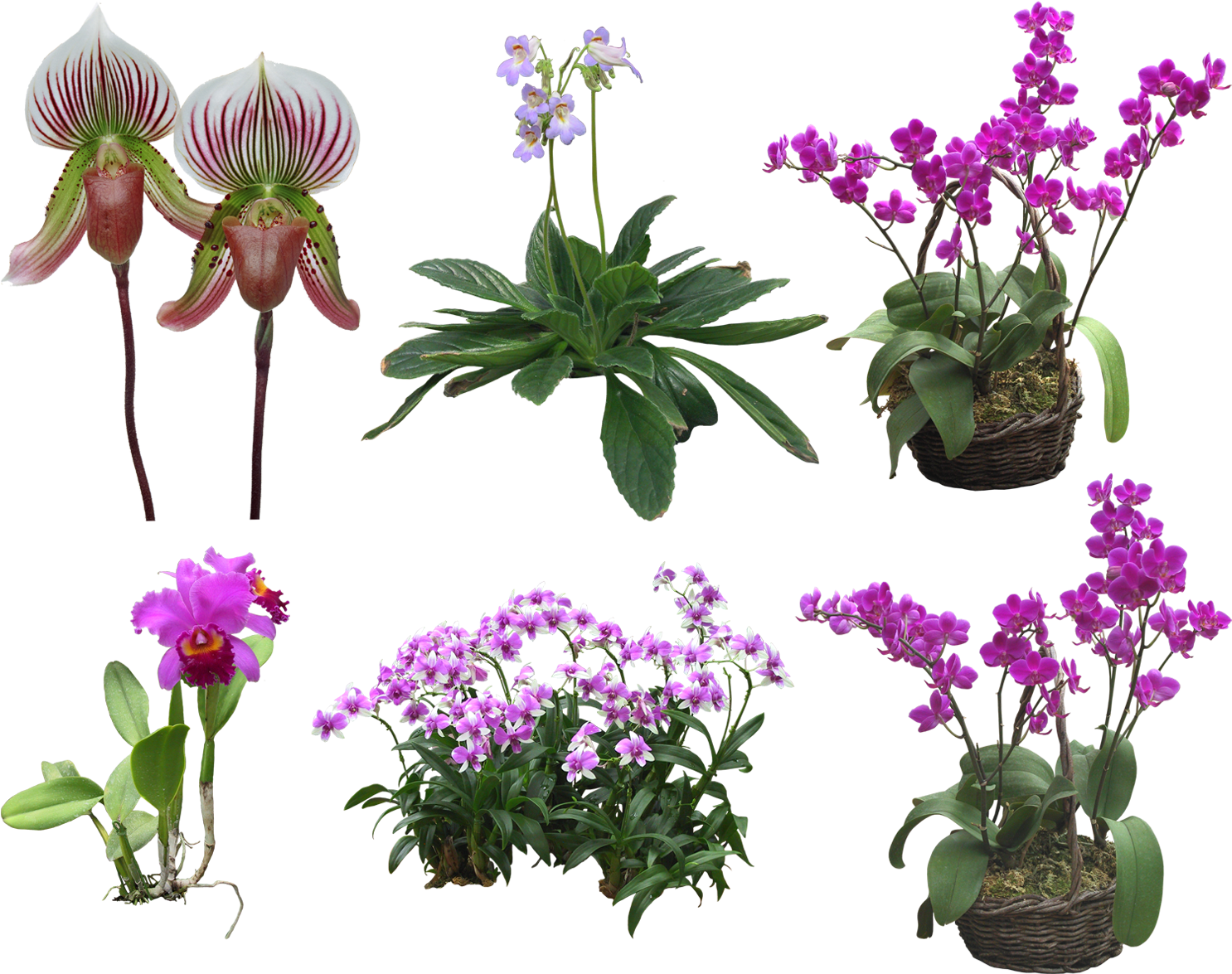 Orchids Flower Clip Art - Orchids Flower Clip Art (1500x1200)