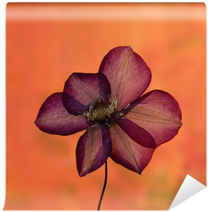 Wild By Aprilynne Pike (400x400)