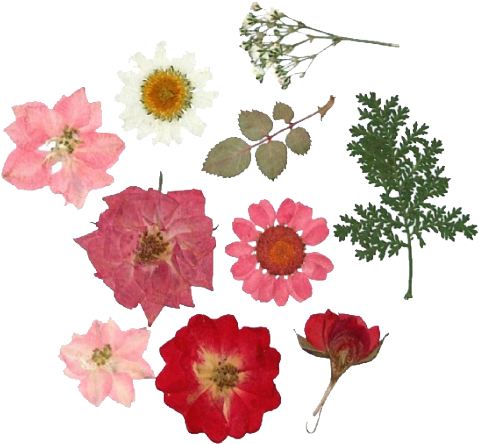 Pressed Flower Craft Paper Floral Design Flower Bouquet - Pressed Flower Craft Paper Floral Design Flower Bouquet (500x533)