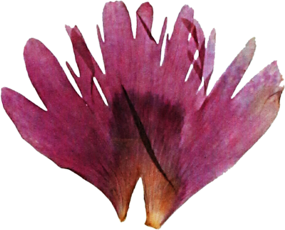 Pressed Pink Wild Flower By Jeanicebartzen27 - Portable Network Graphics (949x767)