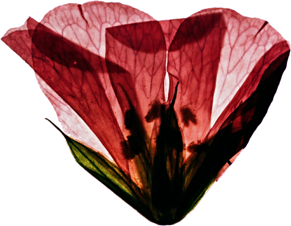 Pressed Pink Flower By Jeanicebartzen27 Pressed Pink - Illustration (1024x808)