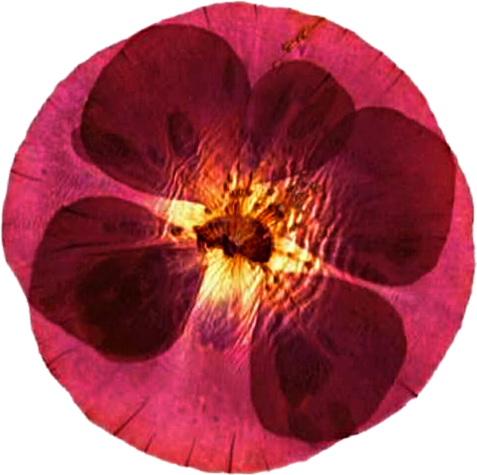 Pretty Pink Pressed Flower By Jeanicebartzen27 Pretty - Water Lily (991x998)