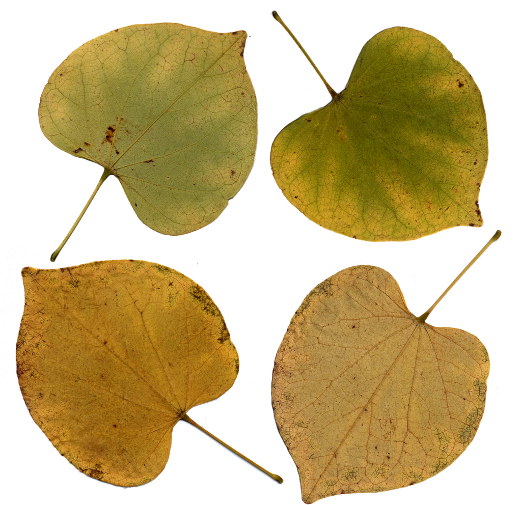 Eastern Redbud Leaves By Darkroomalchemist Eastern - Eastern Redbud Yellow Leaves (1024x1018)