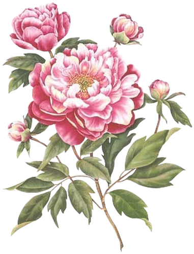 "the 12th Annual International Pressed Flower Art Competition" - Decoupage (399x517)