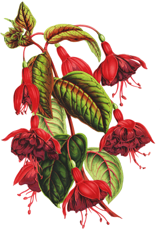 Flower Botanical Illustration Botany Drawing - Bound By Love [ebook] (551x800)