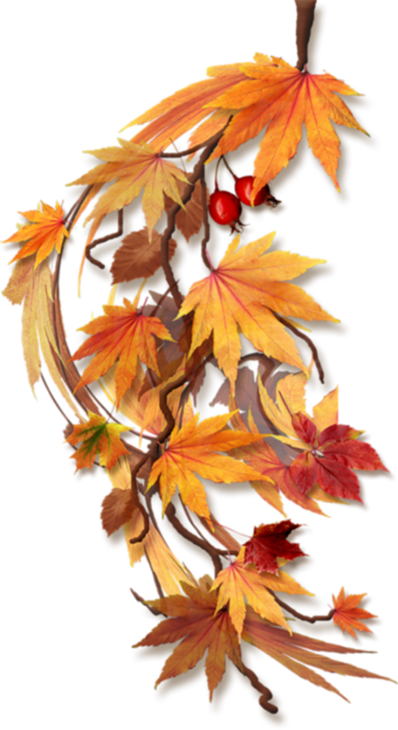 Oie 16171815w3yspzyi - Autumn Flowers Png (800x1467)