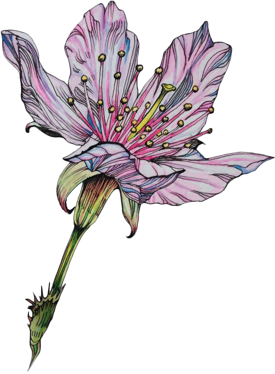 Png-transparent - Tumblr - Com - Gramunion - Tumblr - Flowers Drawing We Heart (968x1280)