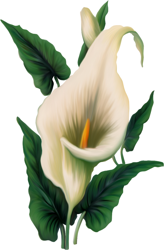Calla Lily Clipart Sympathy Flower - Calla Png (650x978)