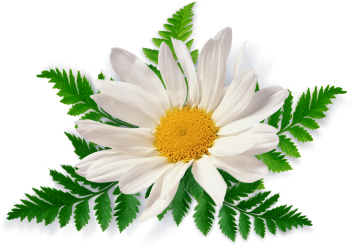 Camomile Png Image, Free Picture Flower Download - Patanjali Dant Kanti Junior Dantal Cream Toothpaste (700x490)