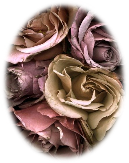 Like Pressed Flowers, These Beautiful Photographs Allow - Color (444x559)