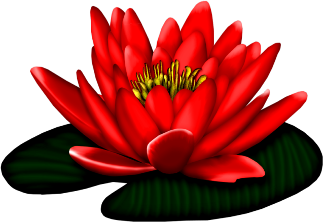 Lotuses - Jardins Com Mensagens De Boa Noite (675x470)